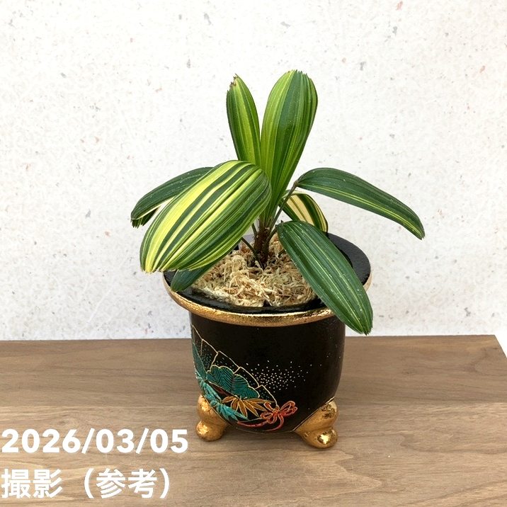 現品お届け】観音竹 カンノンチク 大黒天の縞 だいこくてんのしま 錦鉢