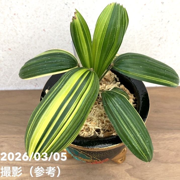 現品お届け】観音竹 カンノンチク 大黒天の縞 だいこくてんのしま 錦鉢