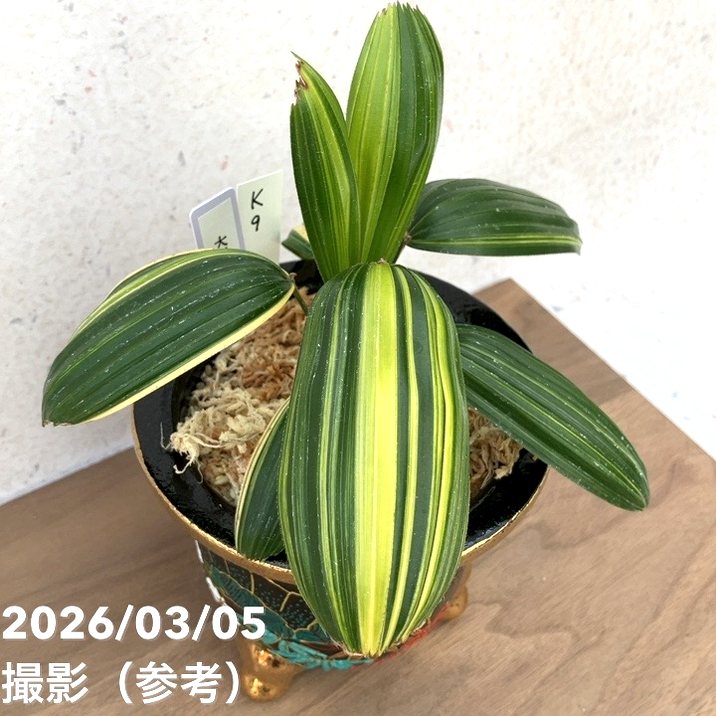 65周年記念セール】【現品お届け】観音竹 カンノンチク 大黒天の縞