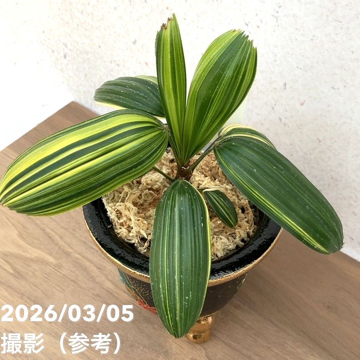 現品お届け】観音竹 カンノンチク 大黒天の縞 だいこくてんのしま 錦鉢