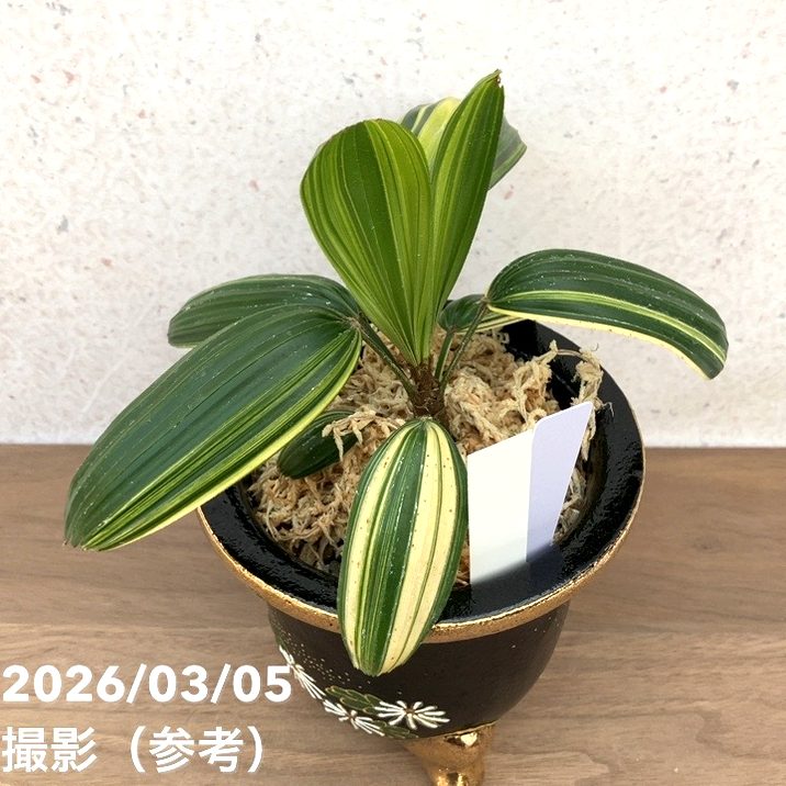 現品お届け】観音竹 カンノンチク 大黒天の縞 だいこくてんのしま 錦鉢