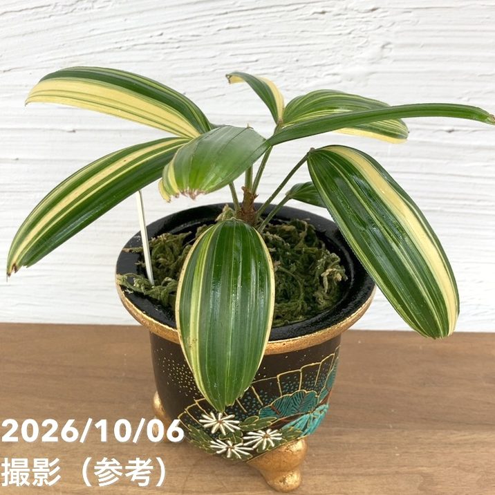 現品お届け】観音竹 カンノンチク 大黒天の縞 だいこくてんのしま 錦鉢