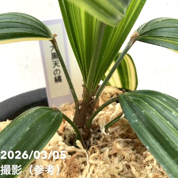 現品お届け】観音竹 カンノンチク 大黒天の縞 だいこくてんのしま 錦鉢