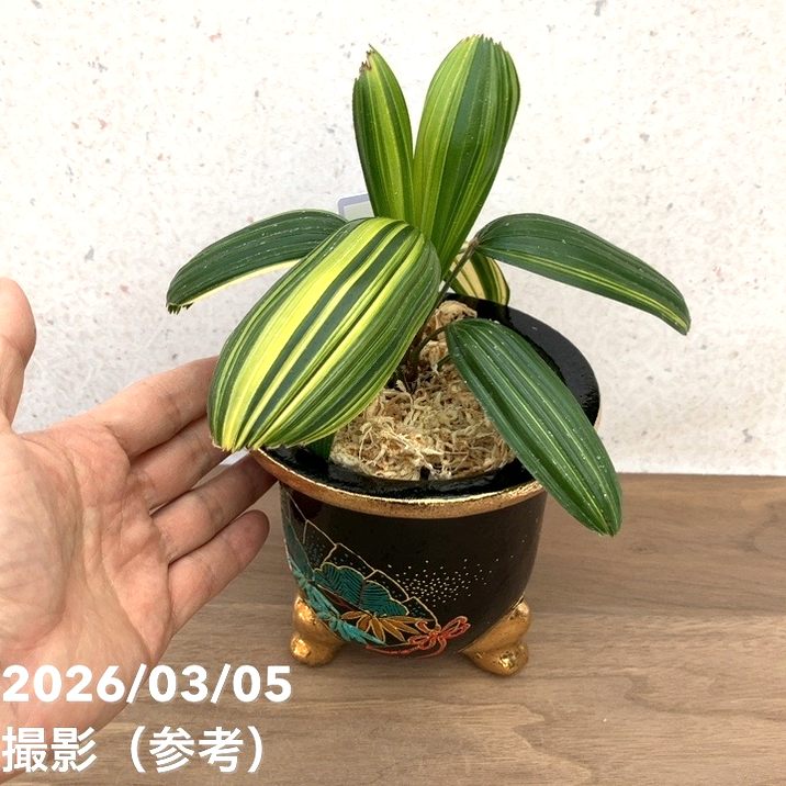 現品お届け】観音竹 カンノンチク 大黒天の縞 だいこくてんのしま 錦鉢