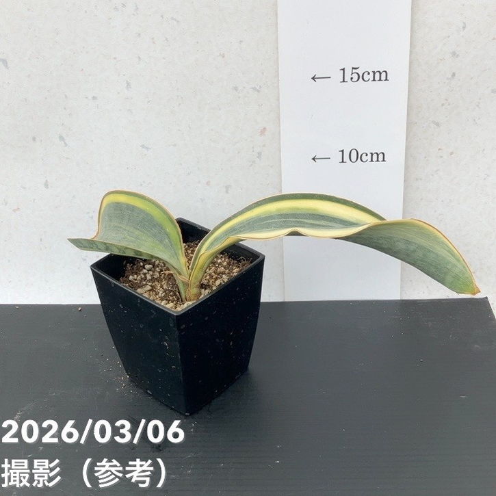 【大苗⭐︎ サンスベリア・タワー　バリエガータ　ムッチムチ！】（斑入り） サンスベリア 3号 マッソニアナ バリエガータ 斑入り（複数枚葉）角