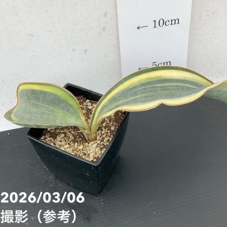 サンスベリア 3号 マッソニアナ バリエガータ 斑入り（複数枚葉）角
