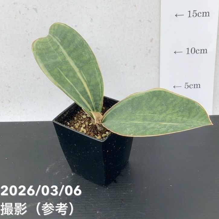 サンスベリア 3号 マッソニアナ バリエガータ 斑入り（複数枚葉）角