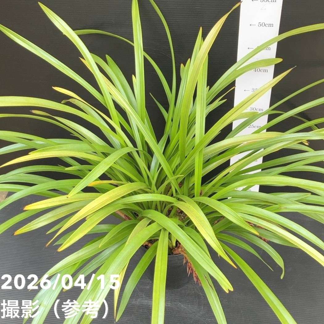 花芽10個＞キンリョウヘン 6号（品種不明）｜ミツバチ蘭｜洋蘭10-TU