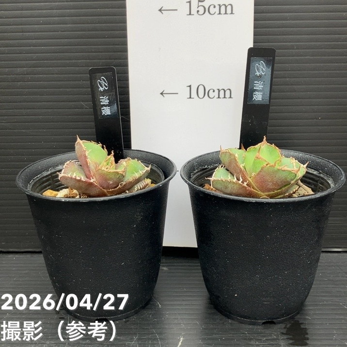 アガベ 2.5号 清櫻 セイオウ｜観葉10-TU | 観葉・多肉,アガベ | 赤塚