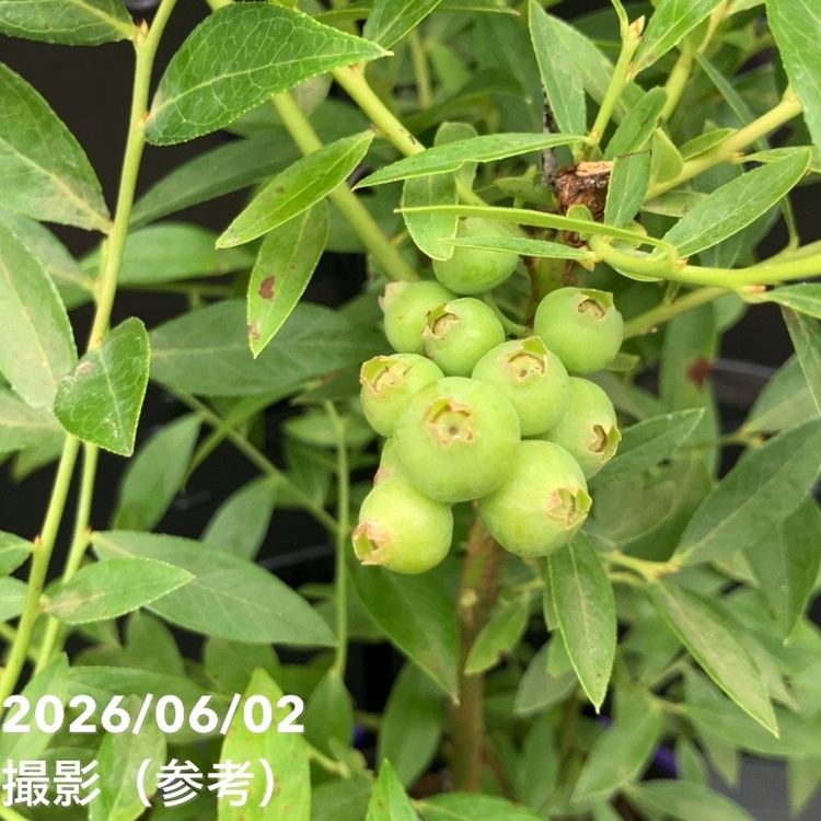 ハイブリッドブルーベリー ピンクレモネード 5号｜果樹10-TU | 果樹