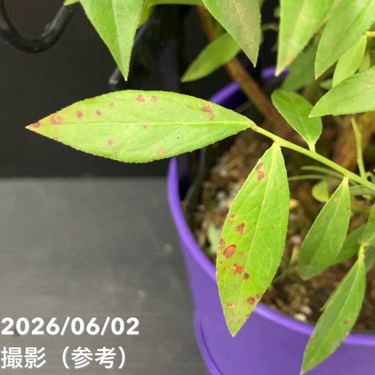 ハイブリッドブルーベリー ピンクレモネード 5号｜果樹10-TU | 果樹