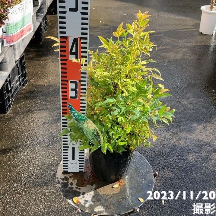 ライム大苗木 レモンの横に♪暴れてます元気な気オススメヽ