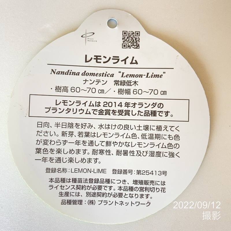 紅葉を楽しむ ナンテン レモンライム 5号苗 お届けに10日程度いただくことがございます Opa 04花木 花木 庭木 赤塚植物園オンライン 花の音