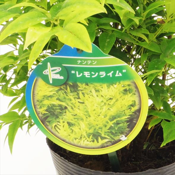紅葉を楽しむ ナンテン レモンライム 5号苗 お届けに10日程度いただくことがございます Sjp 産地直送商品 産直 松寿園 庭木 赤塚植物園オンライン 花の音 紅葉を楽しむ ナンテン レモンライム 5号苗 お届けに10日程度いただくことがございます Sjp 産地直送商品 産直 松寿園 庭木 赤塚植物園オンライン 花の音