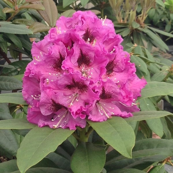 シャクナゲ スーパーローディー 6号 ネプチューン｜花木01-D1 | 赤塚