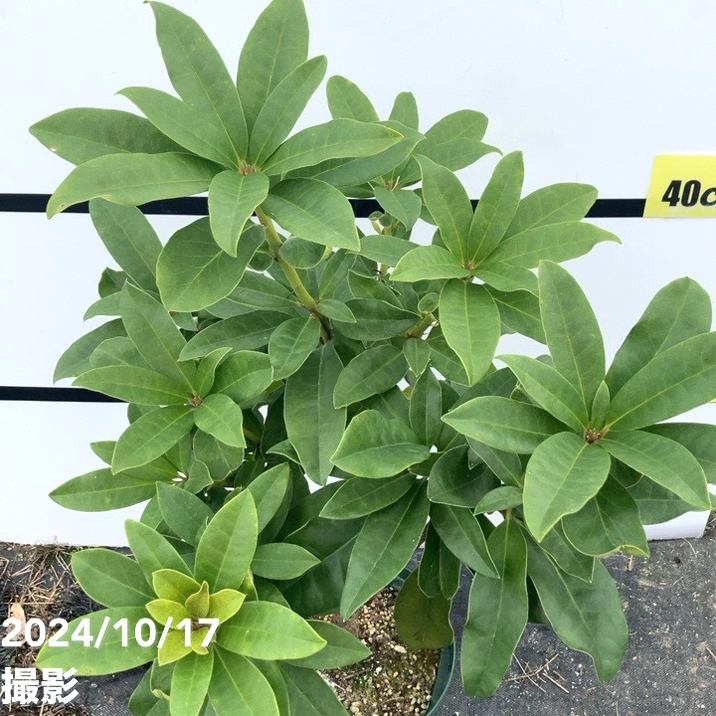 シャクナゲ スーパーローディー 6号 ネプチューン｜花木01-D1 | 赤塚
