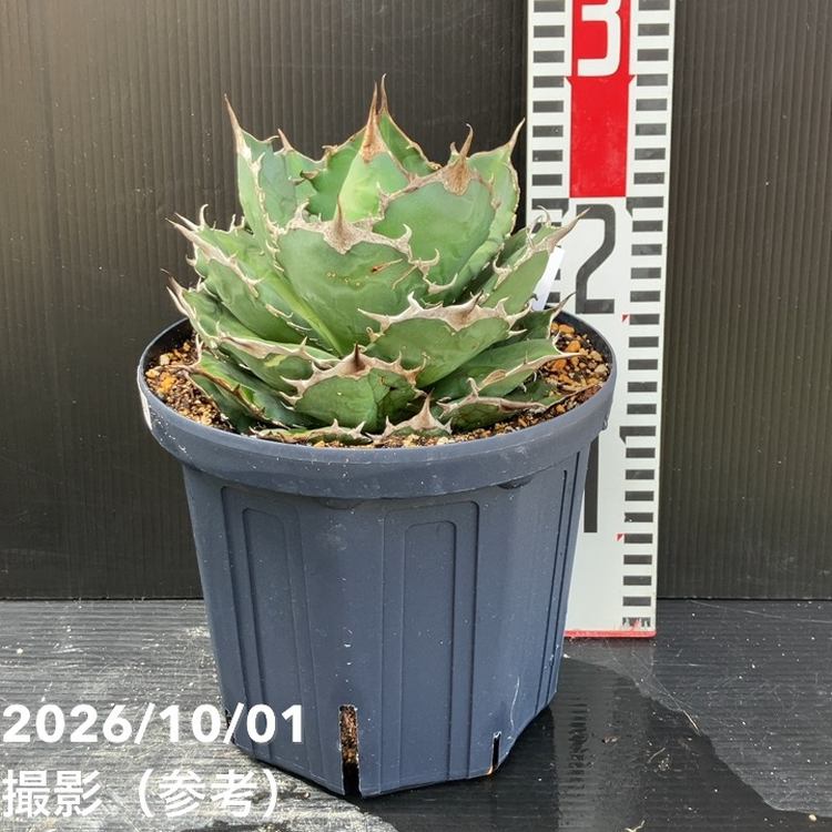 秋セール10%OFF！11/1まで】アガベ 6号 宝珠｜観葉10-TU | 観葉・多肉