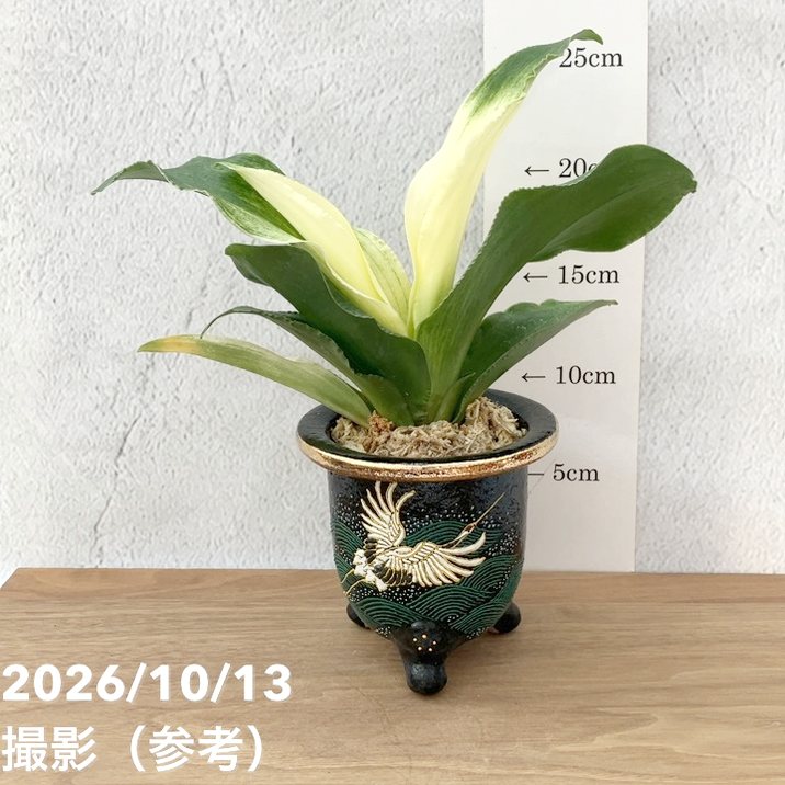 秋セール10%OFF！11/1まで】【現品お届け】豊明園 万年青 オモト 福の