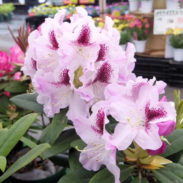 シャクナゲ スーパーローディー 3.5号 ゼフュロス|花木01-D1