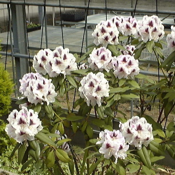 シャクナゲ スーパーローディー 3.5号 ゼフュロス|花木01-D1