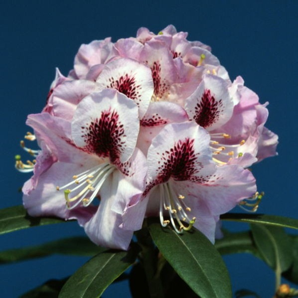 シャクナゲ スーパーローディー 3.5号 ゼフュロス|花木01-D1