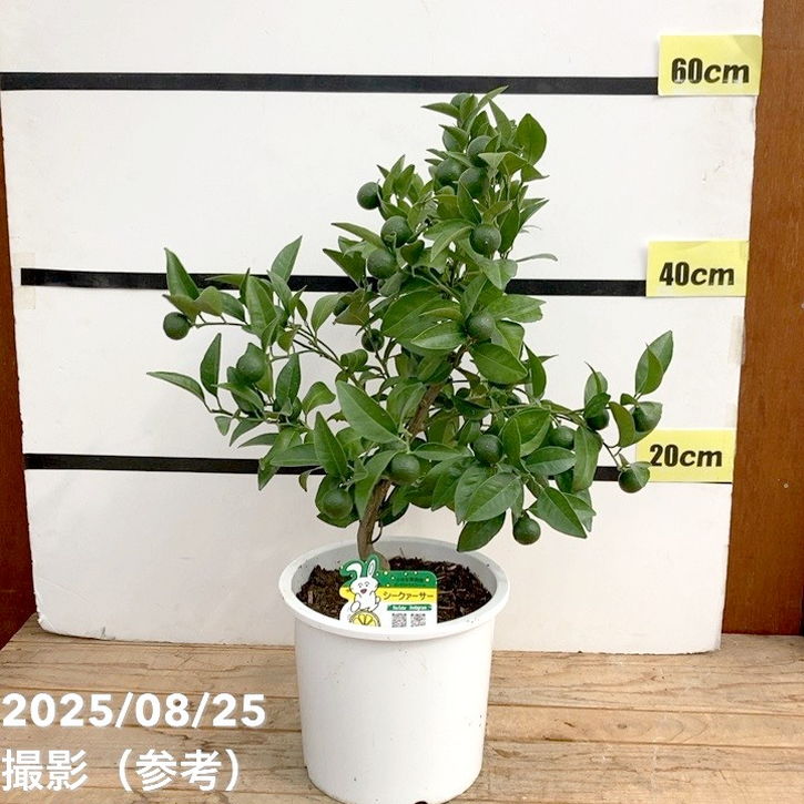 みかんの木（未成熟果実付き）シークワーサー みかんの木（未成熟果実付き）シークワーサー^_^ みかんの木（未成熟