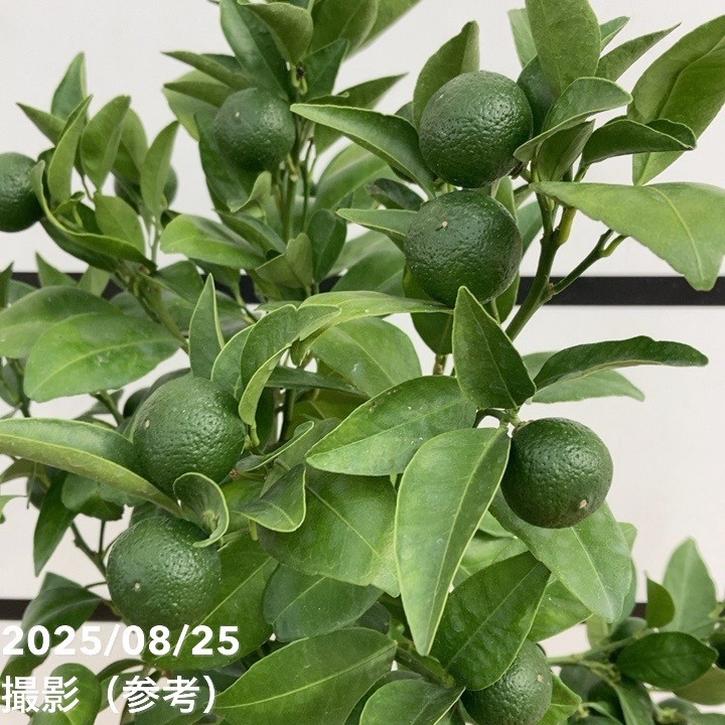 実付き柑橘＞シークワーサー 7号｜柑橘｜果樹10-TU | 果樹,柑橘 | 赤塚