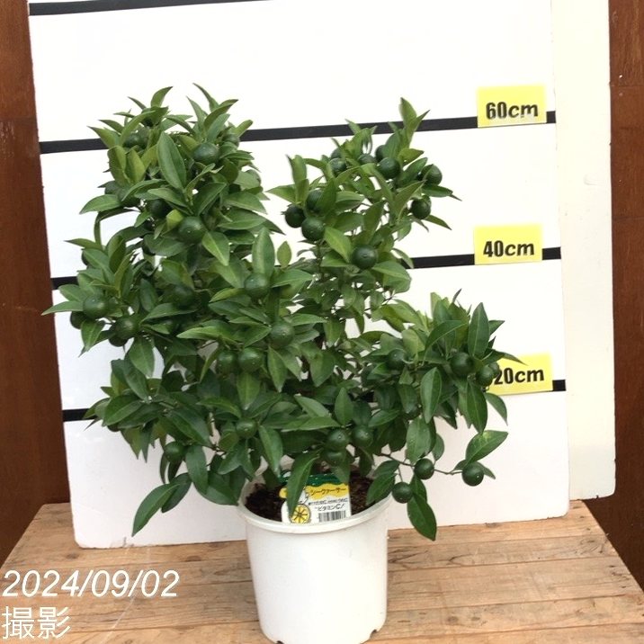 秋セール対象商品】＜実付き柑橘＞シークワーサー 7号｜柑橘