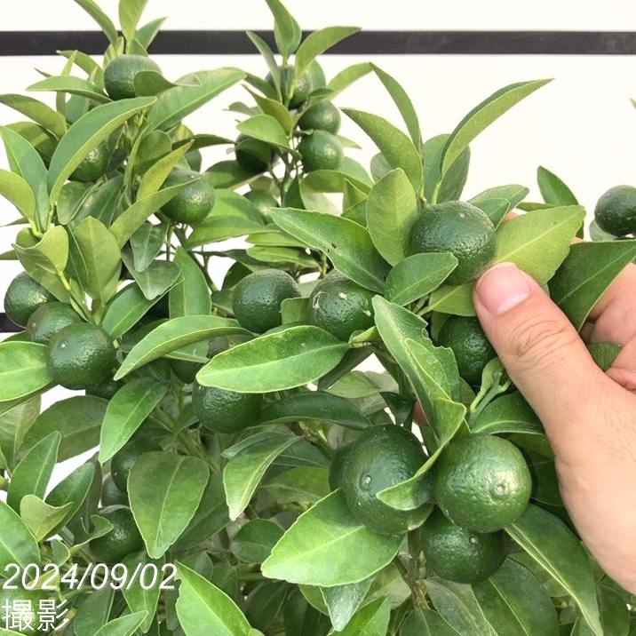 実付き柑橘＞シークワーサー 7号｜柑橘｜果樹10-TU | 果樹,柑橘 | 赤塚