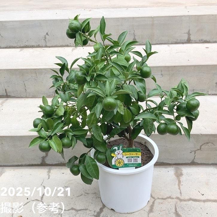 P5倍対象商品】＜実付き柑橘＞シークワーサー 7号｜柑橘｜果樹10