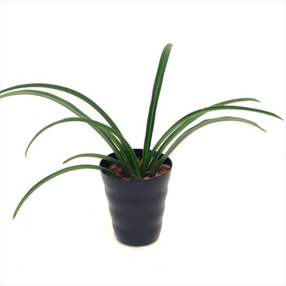 縁起のいい伝統園芸植物 万年青 オモト 青沙羅 すべての商品 赤塚植物園オンライン 花の音