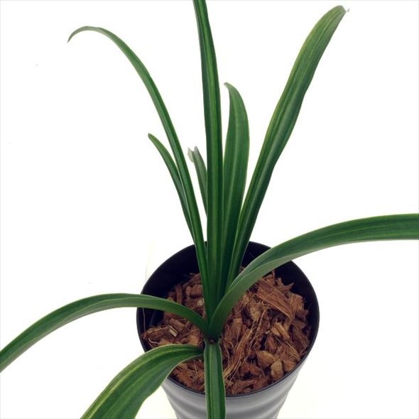 縁起のいい伝統園芸植物 万年青 オモト 青沙羅 分類から探す 山野草 古典植物 赤塚植物園オンライン 花の音