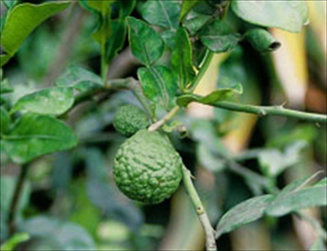 コブミカン(バイマックルー)5号|果樹10-TU