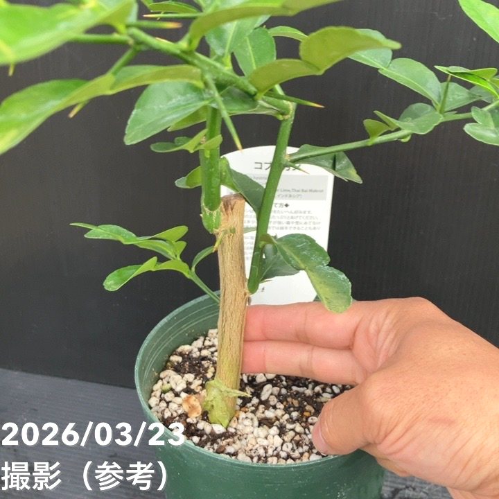 コブミカン（バイマックルー）5号｜果樹10-TU | 果樹,[珍しい果樹