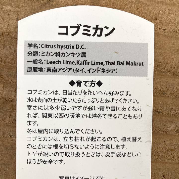 コブミカン(バイマックルー)5号|果樹10-TU