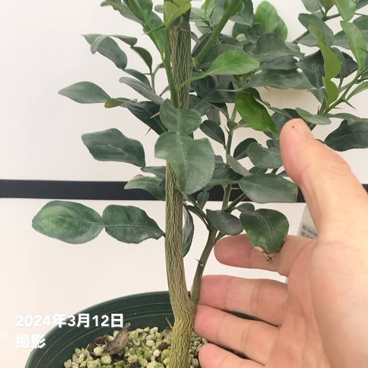 コブミカン（バイマックルー）5号｜果樹10-TU | 果樹,[珍しい果樹