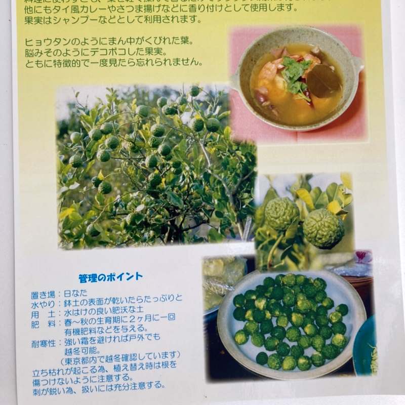 コブミカン(バイマックルー)5号|果樹10-TU