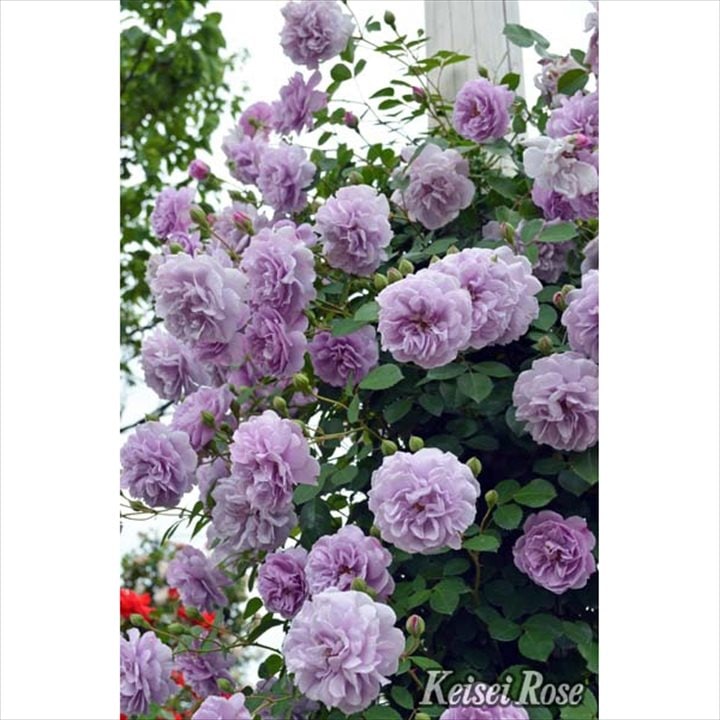 バラ大苗 レイニーブルー 4.5号ロングポット 京成バラ園芸｜花木04-PA