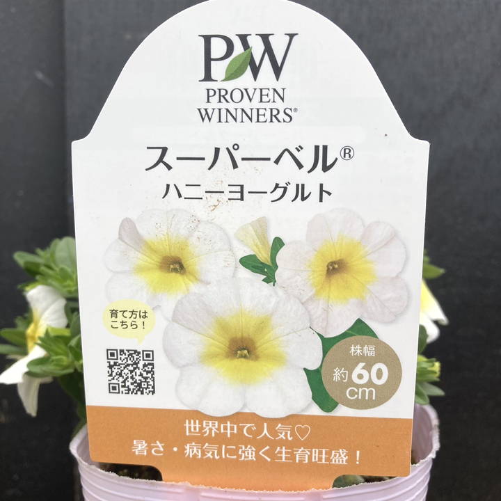 PW スーパーベル ハニーヨーグルト 3.5号×3株セット｜草花04-PA | 草花