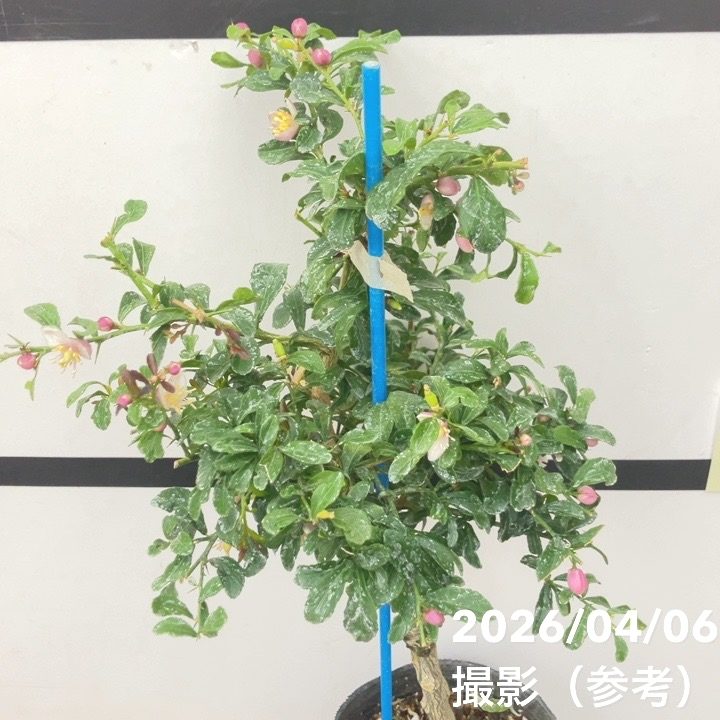 フィンガーライム 3.5号 イエローサンシャイン｜柑橘｜果樹10-TU