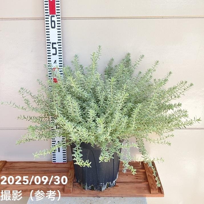 ウエストリンギアスモーキーホワイトとユーカリアルビダ苗木2種セット