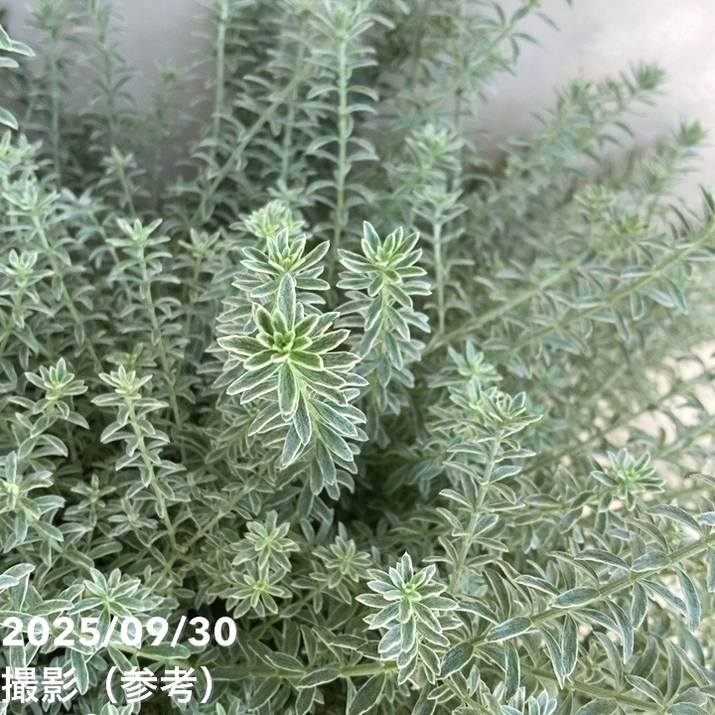 ウエストリンギアスモーキーホワイトとユーカリアルビダ苗木2種セット 美形 ウエストリンギアスモーキーホワイトとユーカリアルビダ苗木2種