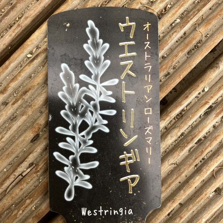 ウェストリンギア スモーキーホワイト 7号スリット鉢｜花木04-PA