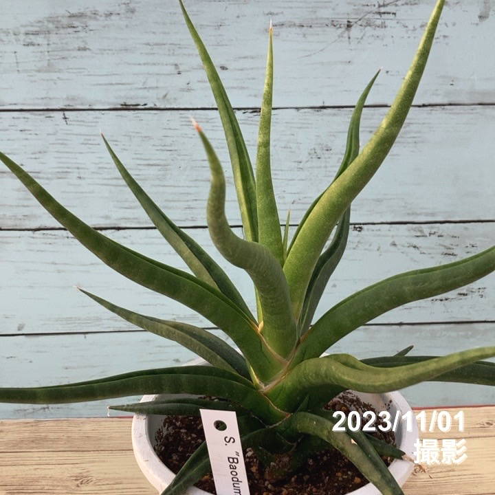 期間限定10％OFF！】【数量限定】サンスベリア 5号 バオダム Baodum 白