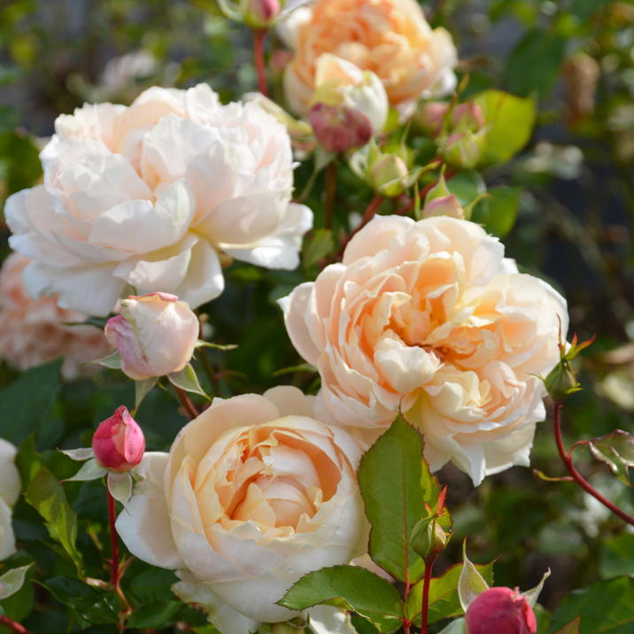 稀少多数　レアデック　まとめ売り　バラ売り 稀少多数 レアデック まとめ売り バラ売り まとめ売り 大量Xレア