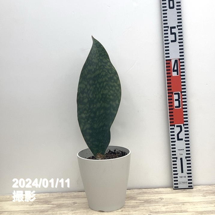 サンスベリア 5号 マッソニアナ（1枚葉）白プラ鉢仕様｜観葉02-D2