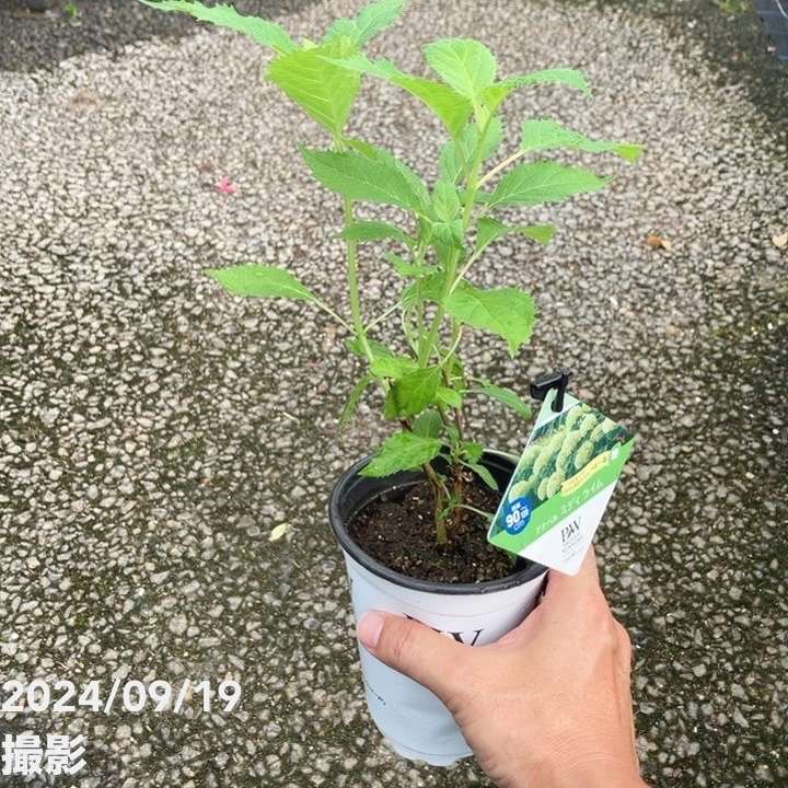 観葉植物 成長中 緑色の葉 つぼみあり 洞爺湖マラソン遠征前日にひとやすみ【久々のアボカド成長記⑩】｜れい