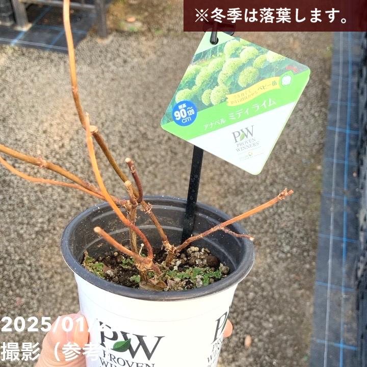 PW アナベル ミディライム 3.5号 PVP｜花木04-PA | 花木・庭木