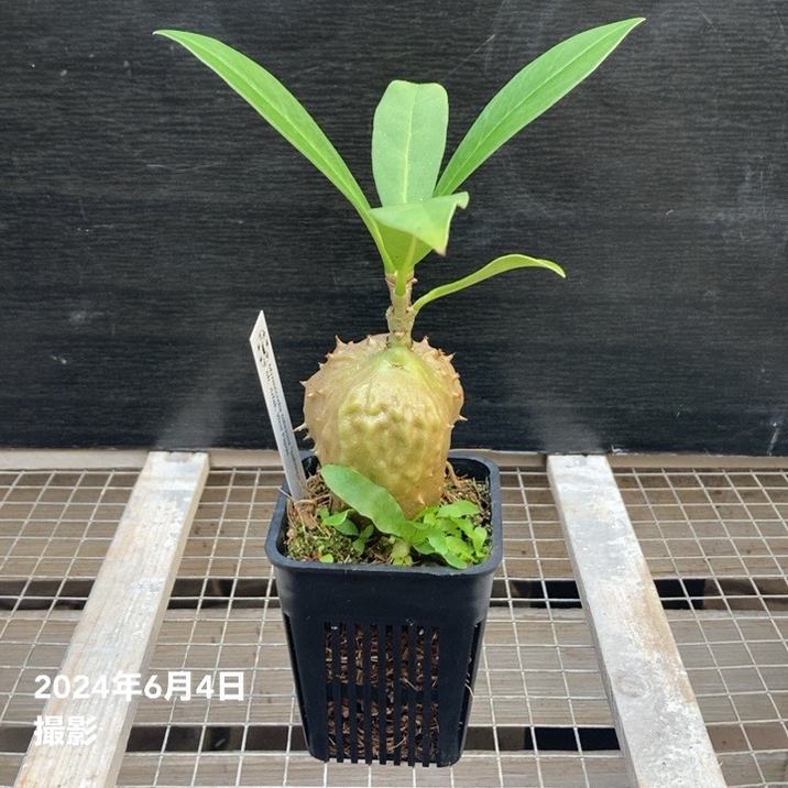 現品お届け】アリ植物 ミルメコディア Myrmecodia tuberosa 