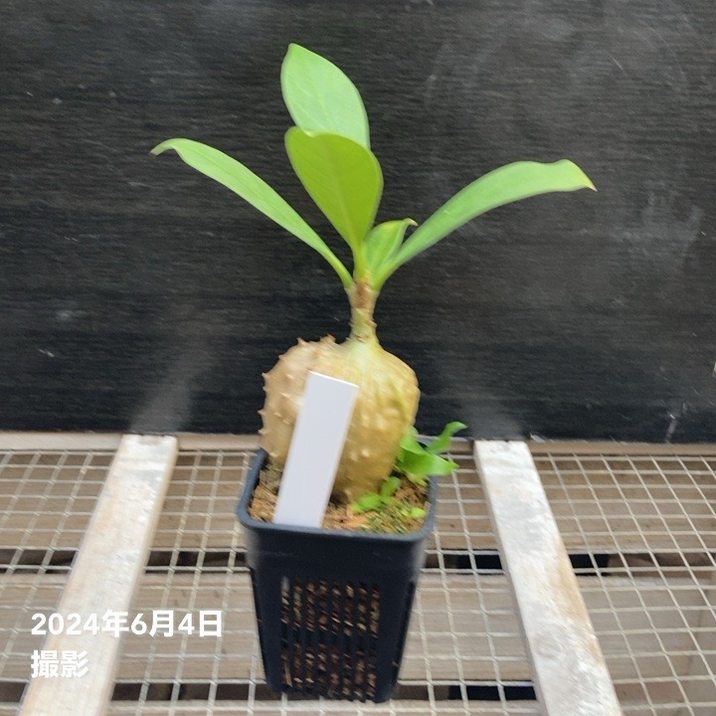現品お届け】アリ植物 ミルメコディア Myrmecodia tuberosa 